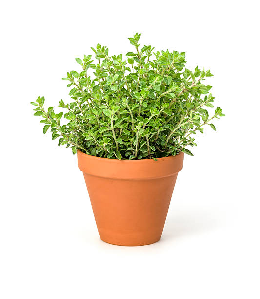 Herbs: Oregano Plant  Pekarek's Produce